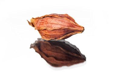 不仅美少女，还有小精灵！《克瑞因的纷争》精灵系统公开